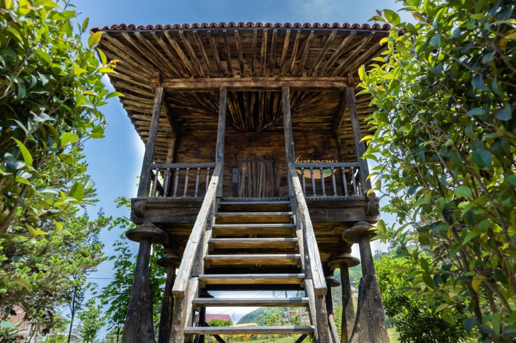 Low angle view of a rustic wooden house in lush greenery, Trabzon.